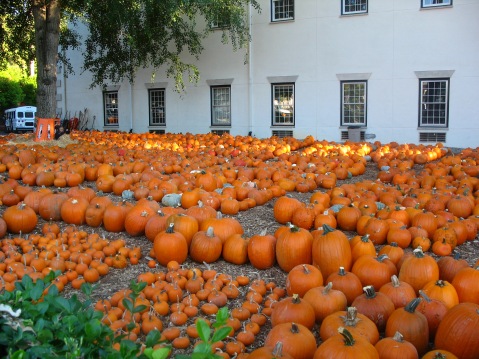 Pick your pumpkin
